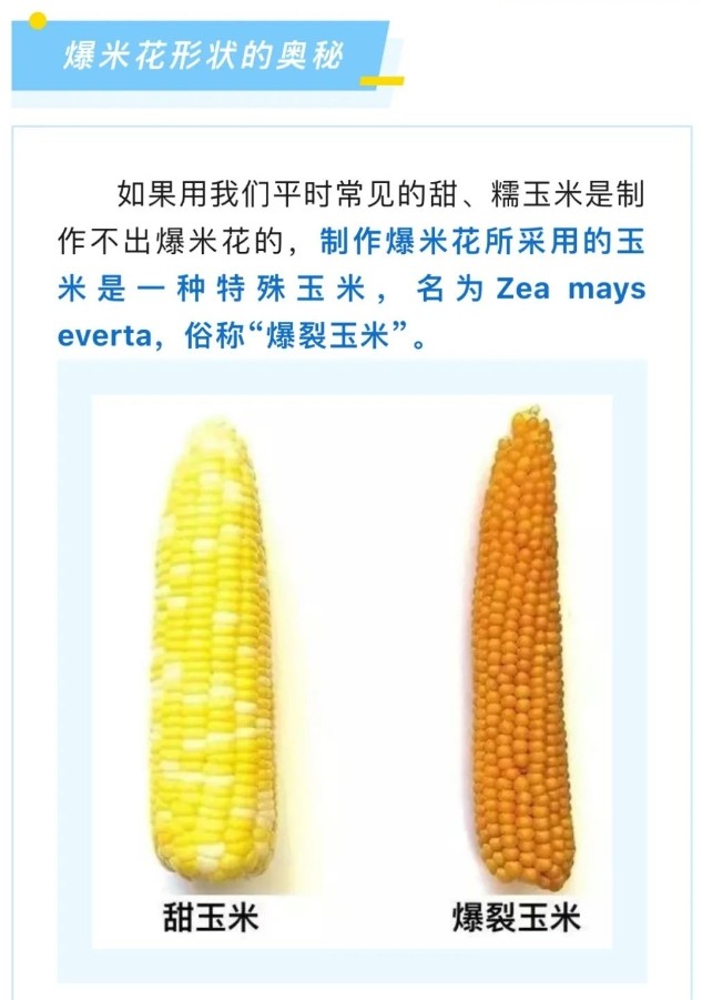 【涨知识】玉米是怎么变成爆米花的？